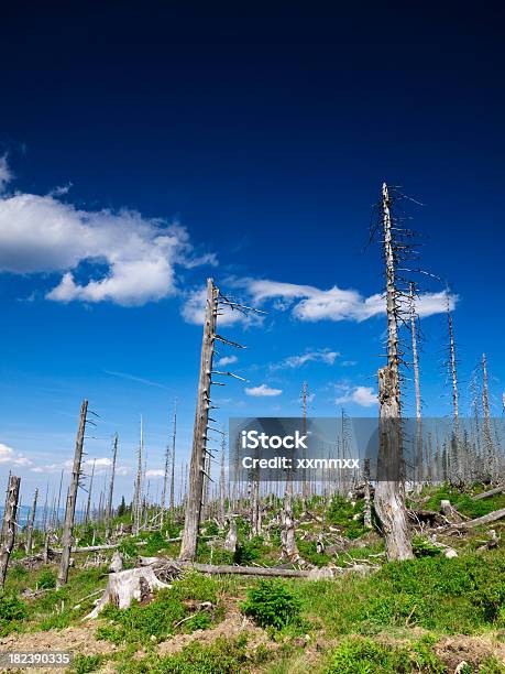 Árvores Mortas - Fotografias de stock e mais imagens de Acidentes e Desastres - Acidentes e Desastres, Ao Ar Livre, Azul