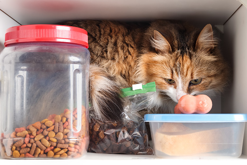 Funny cat behavior looking for food. Cute fluffy calico kitty behind kibbles container in kitchen cabinet compartment. Selective focus.