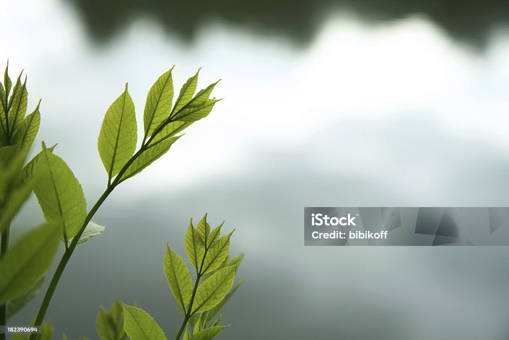 Verde folhas de prata água - Royalty-free Abaixo Foto de stock