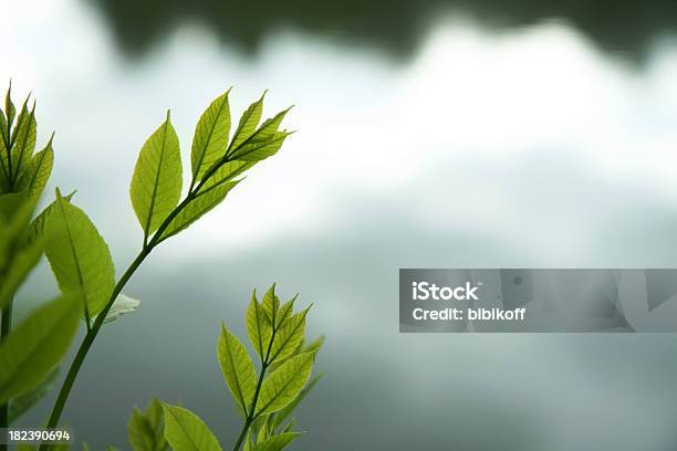 Verde Folhas De Prata Água - Fotografias de stock e mais imagens de Abaixo - Abaixo, Abstrato, Arbusto