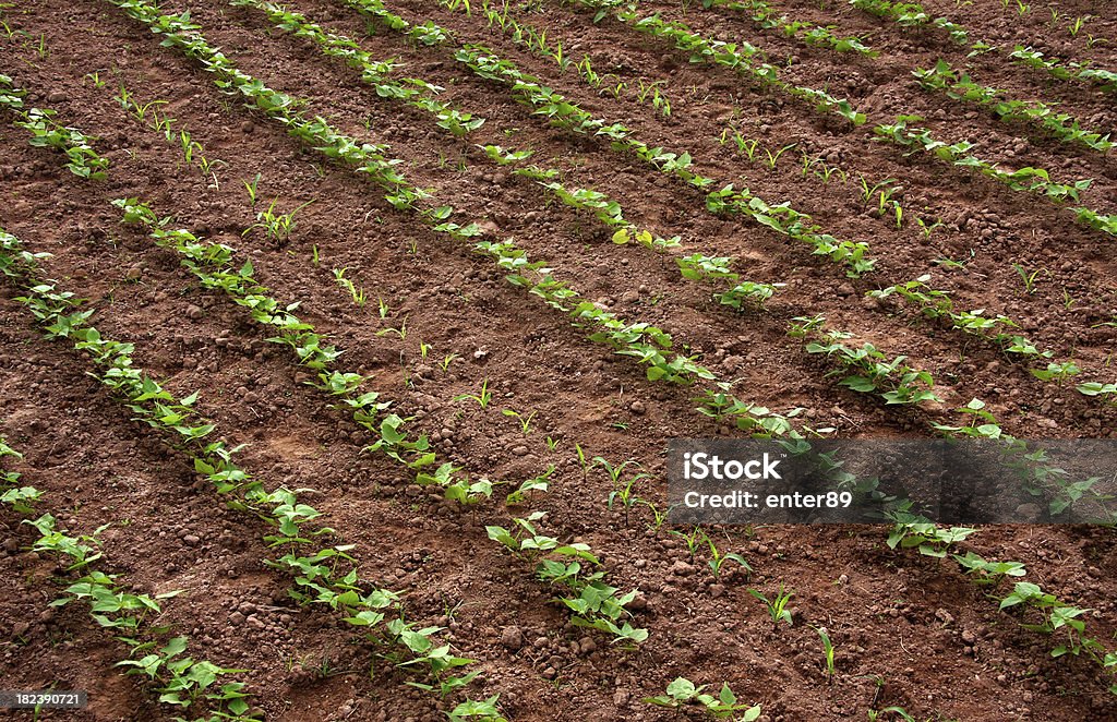 Planta de tomate negro - Foto de stock de Judía negra libre de derechos