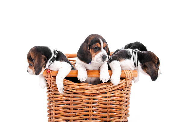 istock Cute Puppies In A Basket 182390917