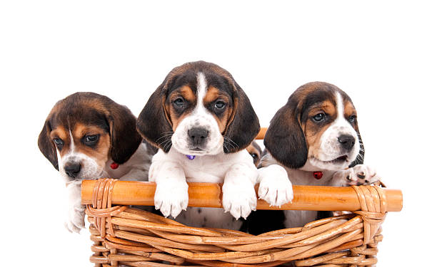 istock Cute Puppies In A Basket 182390919