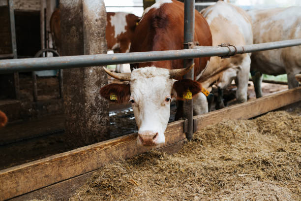 istock Brown cow in a stall in a barn 1823909616