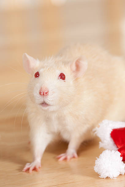 istock Albino Rat "mashustik" Santa Hat 182390993