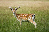 Fallow deer standing in the grass