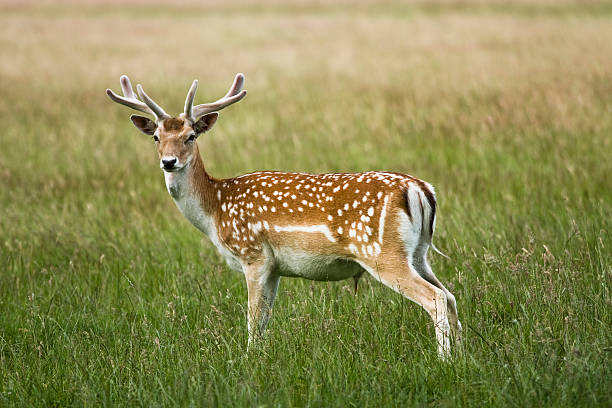 Fallow deer standing in the grass stock photo