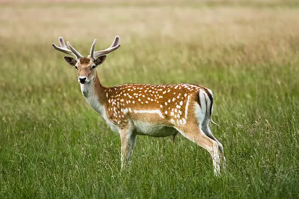 Photo of Fallow deer standing in the grass