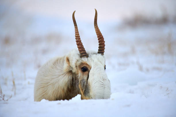 The saiga antelope ( Saiga tatarica ) is a large herbivore of Central Asia, found in Kazakhstan, Mongolia, the Russian Federation.