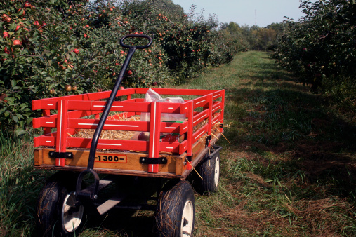 A wagon is used to carry apples while picking at an apple orchard.