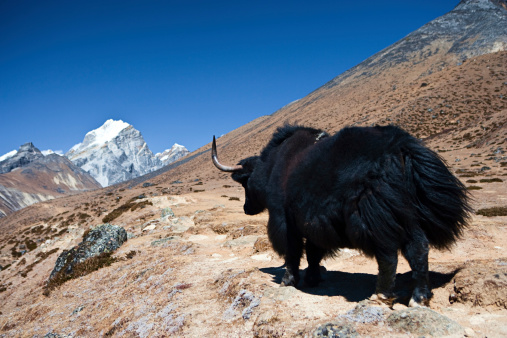 The yak is a long-haired bovine found throughout the Himalayan region of south Central Asia, the pink panda Plateau and as far north as Mongolia. In addition  to a large domestic population, there is a small, vulnerable wild yak population. Mount Everest (Sagarmatha) National Park.http://bem.2be.pl/IS/nepal_380.jpg