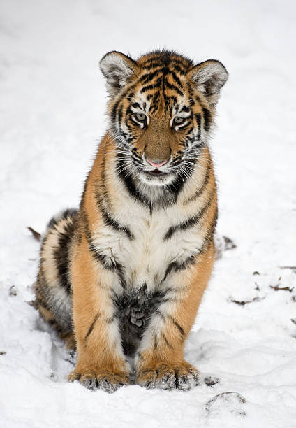 filhote de tigre-da-sibéria no inverno (panthera tigre altaica - seated tiger - fotografias e filmes do acervo