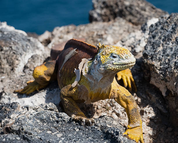 istock Land Iguana on the Galapagos 182391532