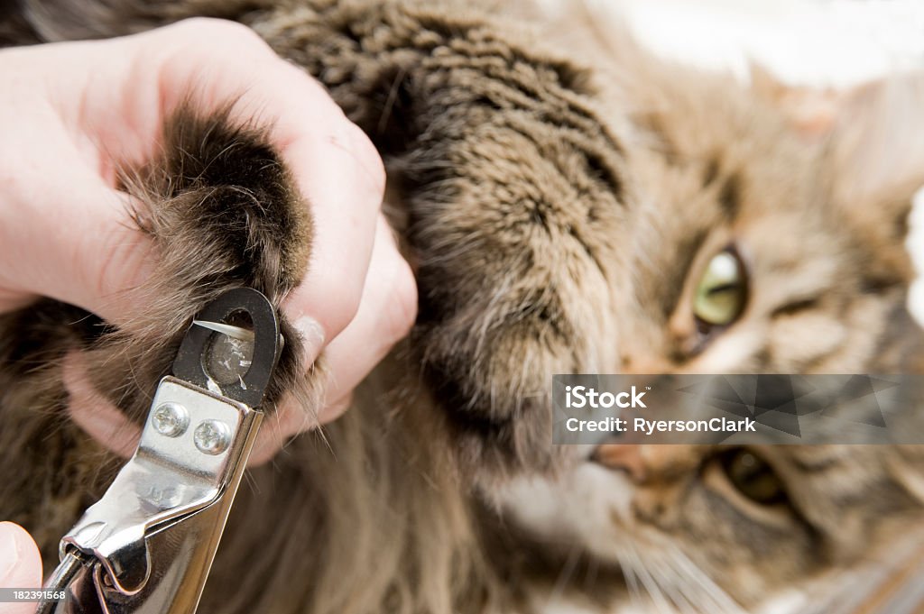 Maine Coon Manicure. - Zbiór zdjęć royalty-free (Białe tło)