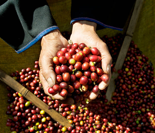 istock Hands Full of Coffee Cherries 182391697