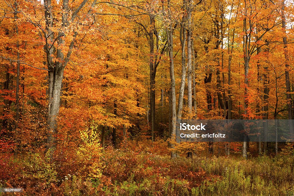秋 New York - アレゲニー山脈のロイヤリティフリーストックフォト