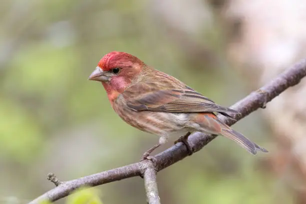 Photo of purple finch bird