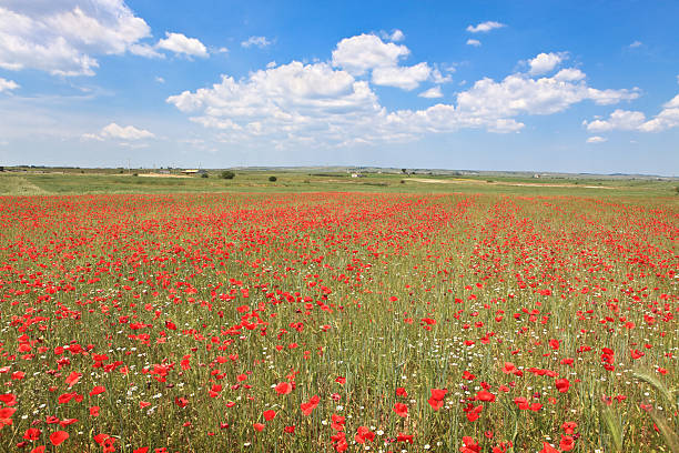 istock Poppy meadow in Basilicata, Italy 182391954
