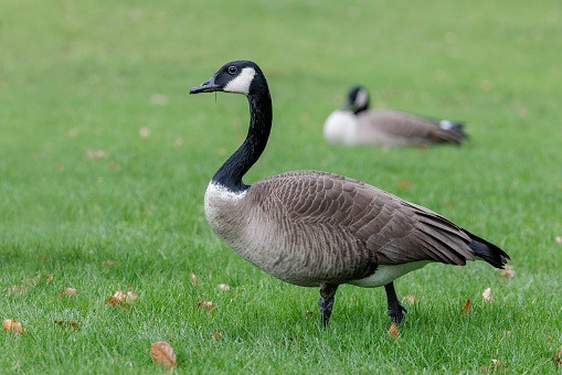 Canada goose has a distinctive white neck ring that encircles its black neck. at Vancouver BC Canada