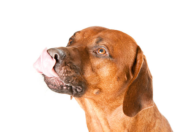 istock Portait of a Rhodesian Ridgeback 182392096