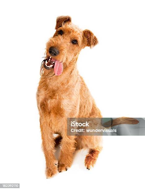 Portait De Terrier Irlandês - Fotografias de stock e mais imagens de Terrier Irlandês - Terrier Irlandês, Figura para recortar, Fundo Branco