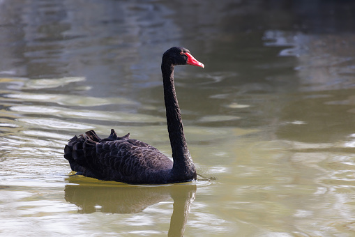 black swans in a lake in Turkey.