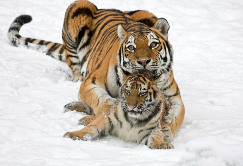 Female Siberian Tiger (Panthera tigris altaica) with cub in winter. Mom is the best! Look how she loves her little one.
