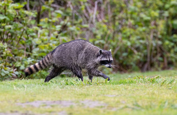 Raccoons (Procyon lotor) on fence at night looking for garbage or trash invading the city in Stanley Park, Vancouver British Columbia, Canada.
