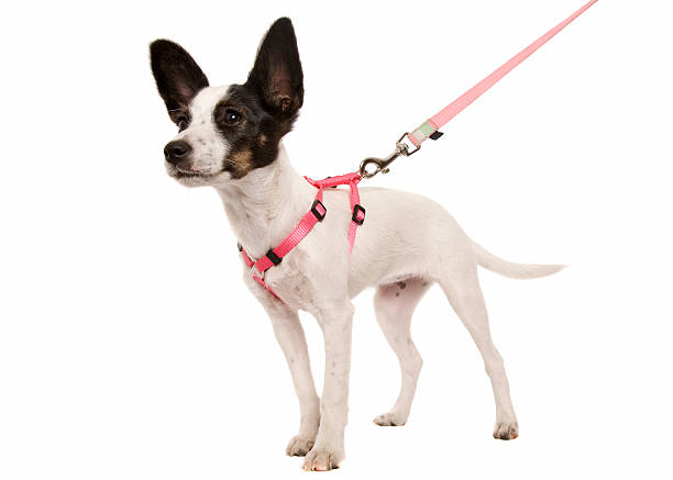 Puppy On A Lead A cute puppy wearing a harness and dog lead. Isolated on white. leash stock pictures, royalty-free photos & images