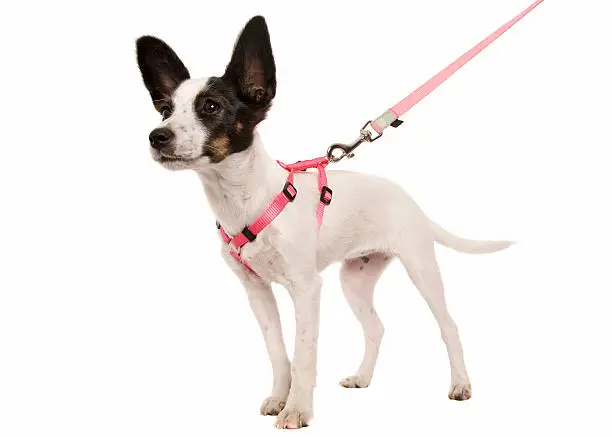 A cute puppy wearing a harness and dog lead. Isolated on white.