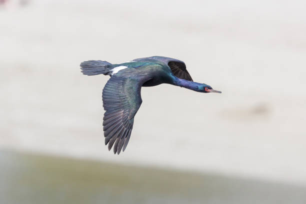 istock Pelagic cormorant bird 1823926444