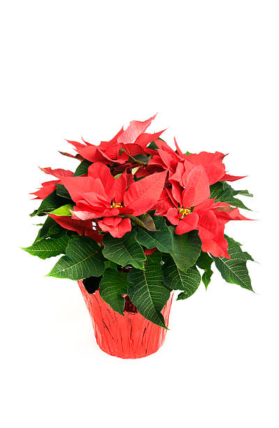 istock Retail Red Poinsettia on White Background 182392647