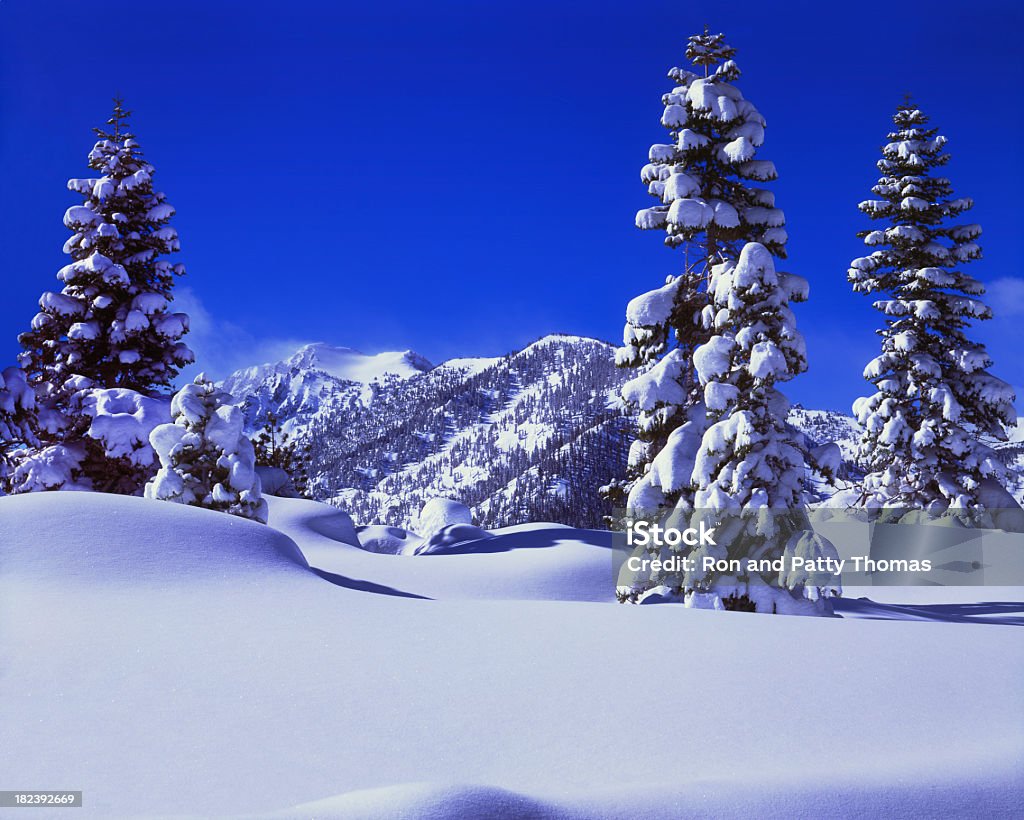 Fresh Winter snow laden pine tree Snow laden trees glistens in the bright sunlite of Emerald Bay State Park .El Dorado National Forest at Lake Tahoe, California Beauty In Nature Stock Photo