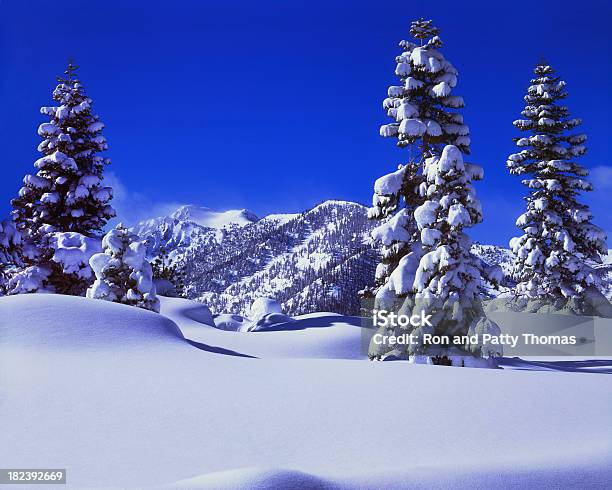 Fresh Winter Snow Laden Pine Tree Stock Photo - Download Image Now - Beauty In Nature, Blue, California