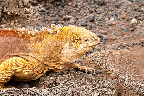 istock Land Iguana on the move 182392763