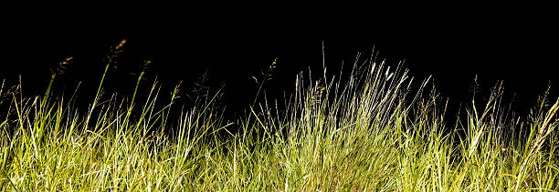 istock Border of grass with black background 182392816