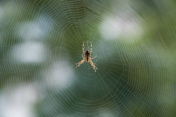 Spider on a spider's web Spider on a spider's web waiting at a victim spinning web stock pictures, royalty-free photos & images