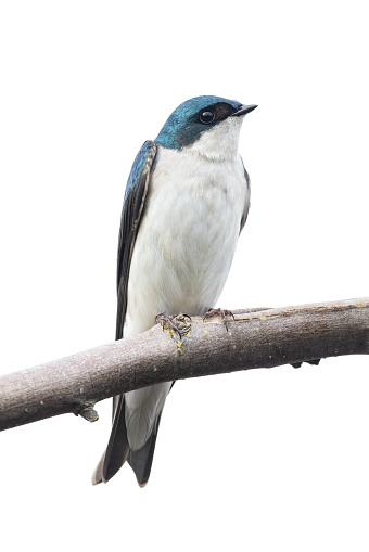 Tree swallow bird at Vancouver BC Canada