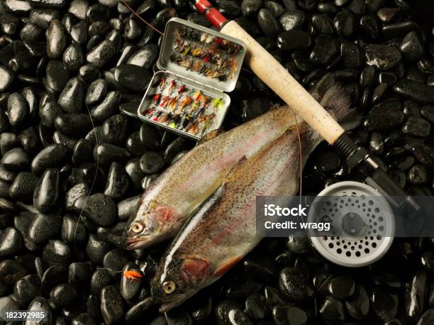 Two Rainbow Trout And Fly Fishing Tackle Stock Photo - Download Image Now - Black Color, Brown Trout, Competition