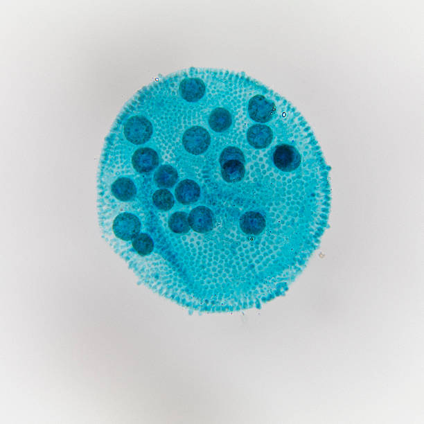 volvox - algae diatom high scale magnification micro organism imagens e fotografias de stock