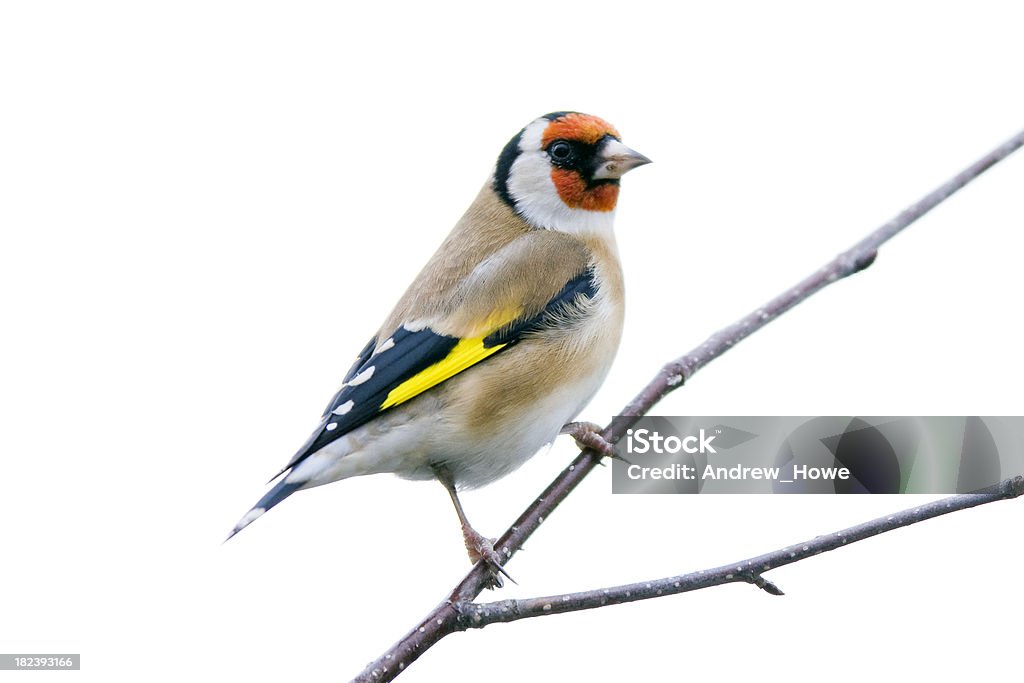 Pintassilgo, carduelis carduelis) - - Royalty-free Animal Foto de stock