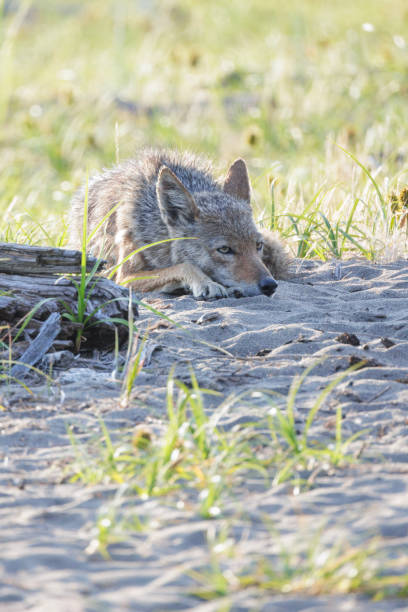 istock North American Coyote 1823932206