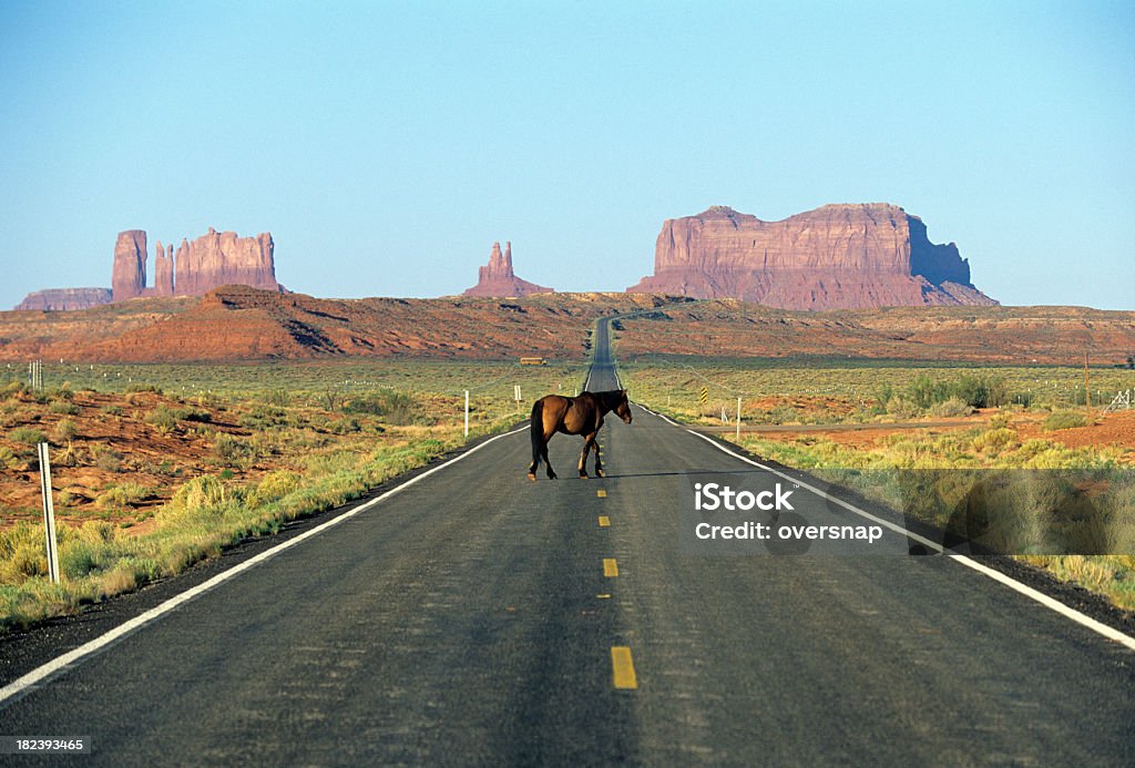 Arizonan cavalo - Foto de stock de Animal royalty-free