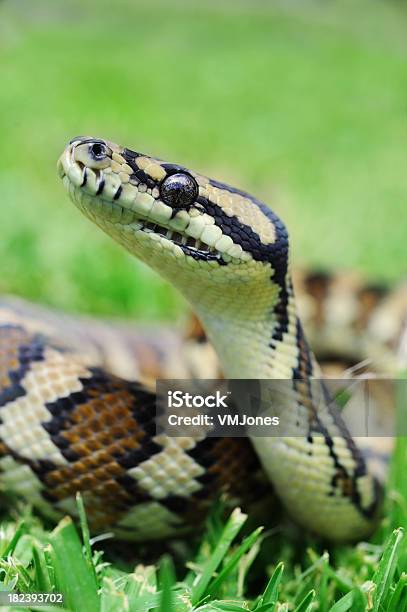 Diamond Rücken Pythonleder Antaresia Stockfoto und mehr Bilder von Australien - Australien, Python - Schlange, Fotografie