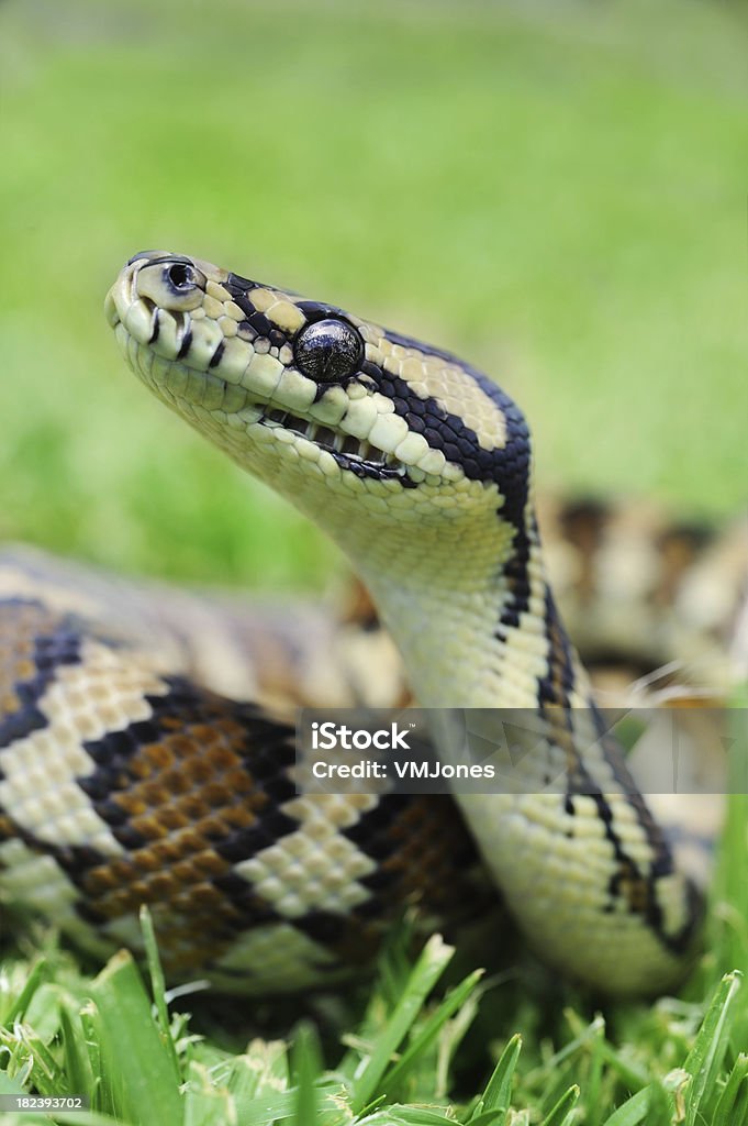 Diamond dos, Antaresia Python - Photo de Australie libre de droits