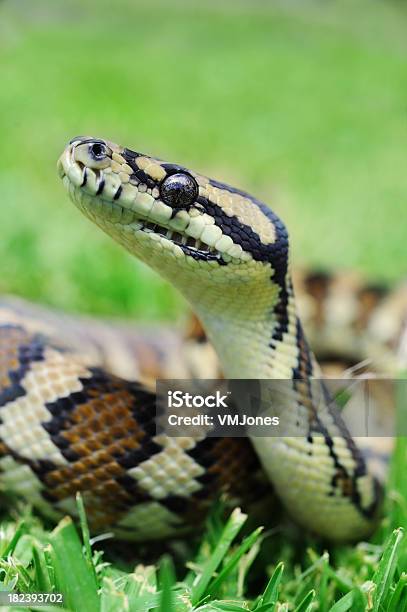 Photo libre de droit de Diamond Dos Antaresia Python banque d'images et plus d'images libres de droit de Australie - Australie, Python - Serpent, Animaux de compagnie