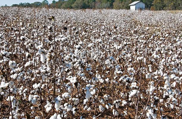 istock Cotton crop ready for harvest in Georgia 182393790