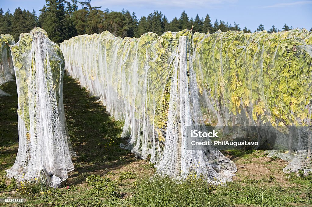Виноградники драпированной сетки для защиты от олень - Стоковые фото Без людей роялти-фри