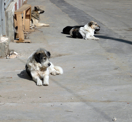 stray dogs on street at day