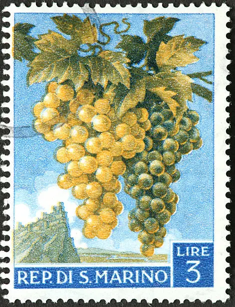 ripe grapes on an old stamp from San Marino